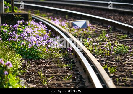 Linea di Toden Arakawa linea 1. Luogo di ripresa: Area metropolitana di Tokyo Foto Stock