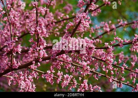 Eastern redbud (Cercis canadensis). Struttura dello stato dell'Oklahoma Foto Stock