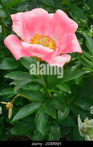 Pony a sorpresa al salmone (Paeonia x sorpresa al salmone) Foto Stock