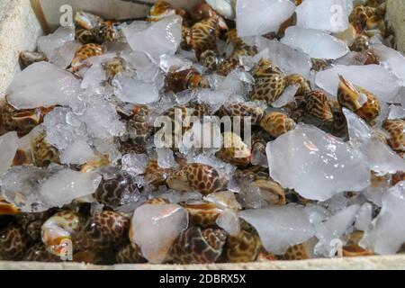 Vendita di pesce fresco sul mercato turistico locale di Jimbaran, Bali Island, Indonesia. Conchiglie deliziose. Vendita di conchiglie fresche sul l Foto Stock