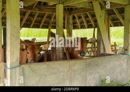 Rifugio per mucche in risaie. Bovini di manzo marrone in piedi in una stalla. Famoso risaia e rifugio Jatiluwih a Bali, Indonesia. Foto Stock