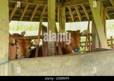 Rifugio per mucche in risaie. Bovini di manzo marrone in piedi in una stalla. Famoso risaia e rifugio Jatiluwih a Bali, Indonesia. Foto Stock