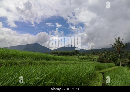 Jatiluwih Rice Terraces, Bali, Indonesia. Splendido paesaggio montano, fresche risaie verdi con vista sulla catena montuosa di Batukaru alle spalle. Foto Stock