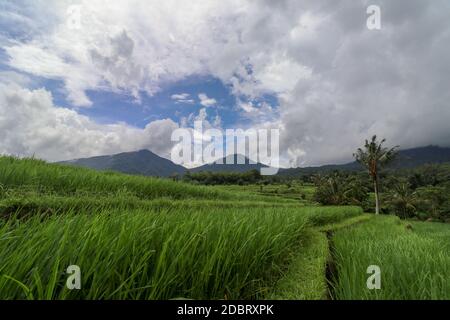 Jatiluwih Rice Terraces, Bali, Indonesia. Splendido paesaggio montano, fresche risaie verdi con vista sulla catena montuosa di Batukaru alle spalle. Foto Stock