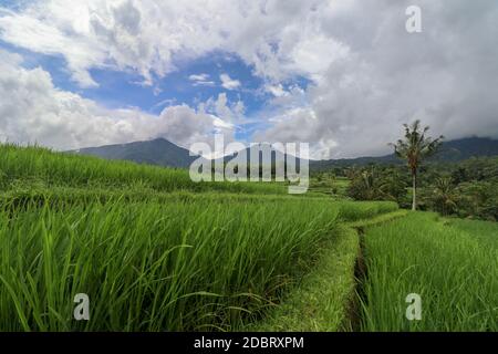 Jatiluwih Rice Terraces, Bali, Indonesia. Splendido paesaggio montano, fresche risaie verdi con vista sulla catena montuosa di Batukaru alle spalle. Foto Stock