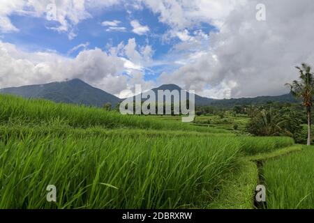 Jatiluwih Rice Terraces, Bali, Indonesia. Splendido paesaggio montano, fresche risaie verdi con vista sulla catena montuosa di Batukaru alle spalle. Foto Stock