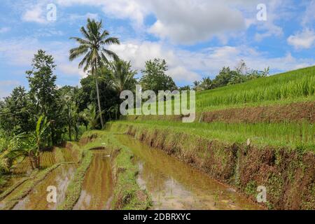 Campo di riso terrazzato nella stagione dell'acqua a Bali. Terrazze di risaie a Tegallalang, Ubud su Bali, Indonesia. Bali Rice Terraces. Risaie di Jatiluwih Foto Stock