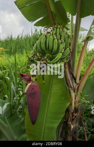 Gruppo di futuri frutti di una banana durante la fioritura nella zona di Jatiluwih, Bali, Indonesia. Primo piano fiore di banana Musa acuminata. Banana fiore growin Foto Stock