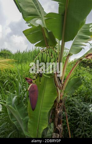Gruppo di futuri frutti di una banana durante la fioritura nella zona di Jatiluwih, Bali, Indonesia. Primo piano fiore di banana Musa acuminata. Banana fiore growin Foto Stock