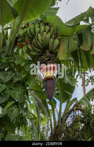 Gruppo di futuri frutti di una banana durante la fioritura nella zona di Jatiluwih, Bali, Indonesia. Primo piano fiore di banana Musa acuminata. Banana fiore growin Foto Stock
