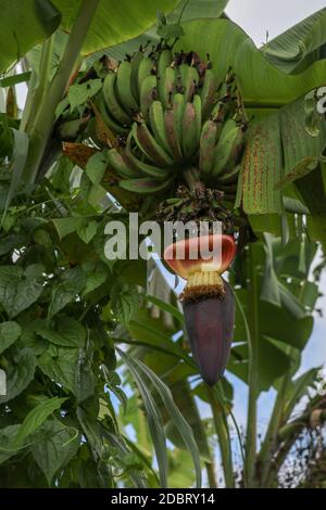Gruppo di futuri frutti di una banana durante la fioritura nella zona di Jatiluwih, Bali, Indonesia. Primo piano fiore di banana Musa acuminata. Banana fiore growin Foto Stock