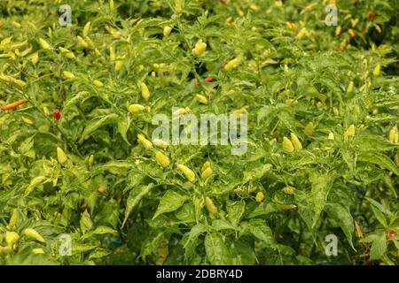 Peperoncino giardino concetto, piante biologiche di peperoncino in campagna, peperoni di frutta rossi e verdi su stelo per l'allevamento. Il peperoncino f Foto Stock