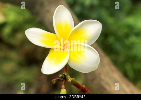 Plumeria, nome comune Frangipani, è un genere di piante da fiore della famiglia che comprende Dogbane: Le Apodynaceae. Bianco e giallo frangipani Flo Foto Stock