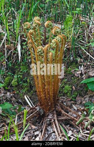 Felce di legno spesse (Dryopteris crassirizoma). Chiamato Crown legno felce anche Foto Stock