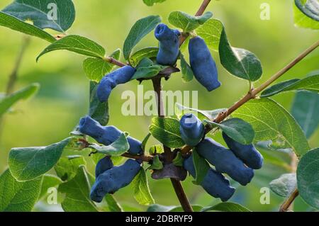 Lattoniera blu (Lonicera caerulea ssp. Altaica). Chiamato anche mirtillo di mirtillo, bacche di miele di mirtillo blu, suckle di mirtillo di mirtillo e bacche di haskap. Un altro s Foto Stock