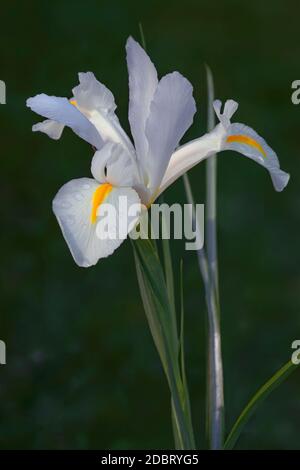 Iris olandese (Iris xiphium). Chiamato anche iris spagnolo. Altri nomi scientifici sono Iris lusitanica e Iris x hollandica Foto Stock