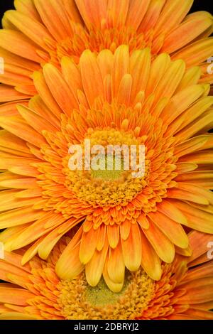 Sottile orange gerbera fiori su sfondo nero Foto Stock