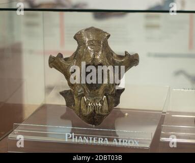 Fossile di Panthera ATRX, cranio del Leone nordamericano al museo del cratere di Chicxulub, Yucatan, Messico. Foto Stock