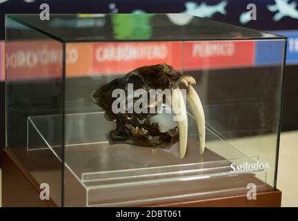 Gatto con dentatura Sabre, cranio Smilodon, fossile in mostra al museo cratere di Yucatan, Messico. Foto Stock