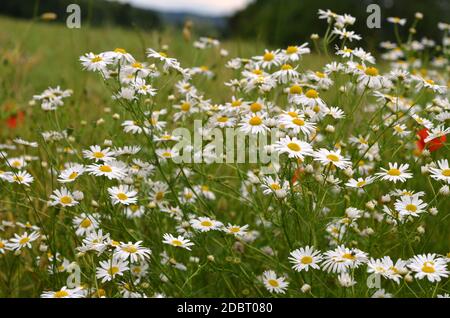 Camomilla sul bordo del campo Foto Stock