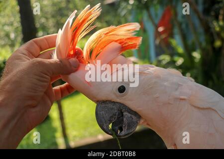 Mano donna che tocca bella esemplare di cuocatoo. Cute Cacatua molucensis in piedi su un ramo di un legno e stropiccare le sue piume. Salmone crestato Foto Stock