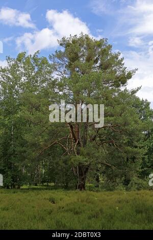 Pino Pinus sylvestris nella Riserva Naturale Hirschacker Foto Stock