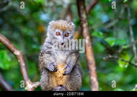 Un lemur guarda i visitatori dal ramo di un albero Foto Stock