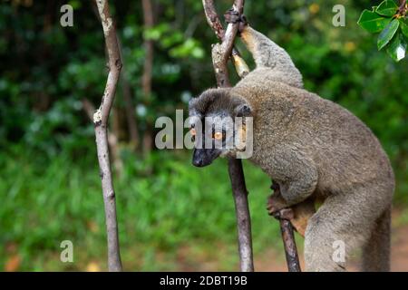 Un lemur guarda i visitatori dal ramo di un albero Foto Stock