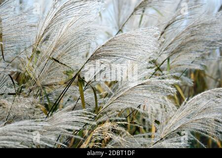 Amur argento erba (Miscanthus sacchariflorus). Chiamata anche erba d'argento giapponese Foto Stock