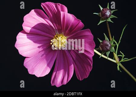 Cosmo da giardino (Cosmos bipinnatus). Chiamato Messicano astro e Cut foglia cosmo anche. Foto Stock