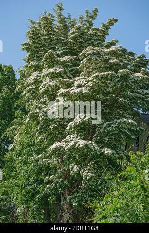 Kousa Dogwood (Cornus kousa). Chiamato Dogwood cinese, Dogwood fioritura giapponese, Strawberry Tree giapponese, Dogwood giapponese e coreano anche Dogwood Foto Stock