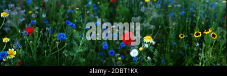 Fiori selvatici colorati su prato naturale. Habitat per api, insetti ed erbe di miele. Panorama di sfondo natura con breve profondità di fuoco e spazio per Foto Stock
