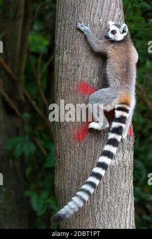 Un lemur con coda ad anello sale su un tronco di albero Foto Stock