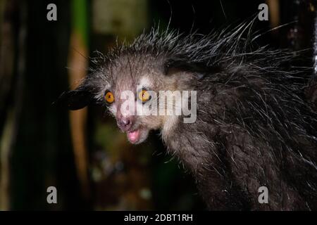 Uno dei rari lemuri di Aye-Aye che è solo notturno Foto Stock