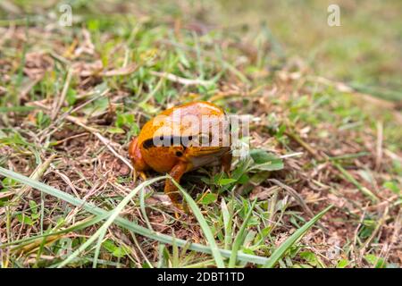 Una grande rana arancione è seduta nell'erba Foto Stock