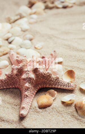 Seashell e vari tipi di conchiglie sulla spiaggia di sabbia. Foto estate. Concetto di viaggio di vacanza Foto Stock