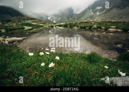 Margherite sulle rive del lago Hincovo pleso in Slovacchia. Paesaggio primaverile o estivo degli alti Tatra. Messa a fuoco selettiva. Foto Stock