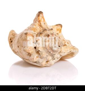 Grande bella conchiglia di mare isolata su sfondo bianco. Foto Stock