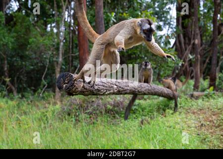 Alcuni lemuri bruni giocano nel prato e un tronco di albero e stanno aspettando i visitatori Foto Stock