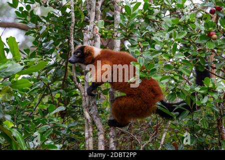 Un limone rosso vari si trova su un ramo di un albero Foto Stock