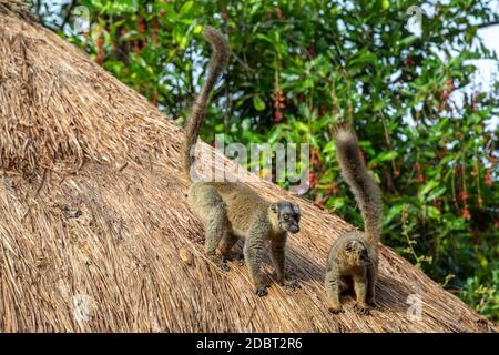 Due lemuri giocano sul tetto di paglia di una casa Foto Stock
