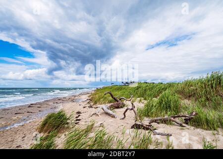 Tronco di albero sulla riva del Mar Baltico. Foto Stock