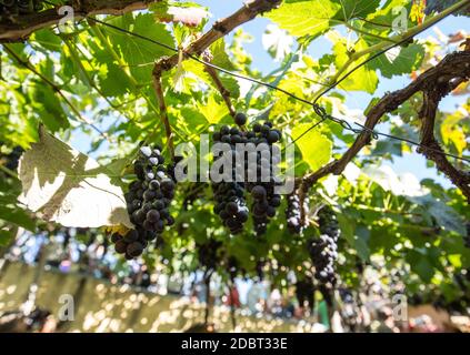 Grappoli di uve Tinta Negra Mole su pergola trellendo l'Estreito de Camara de Lobos su Madeira. Portogallo Foto Stock