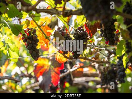 Grappoli di uve Tinta Negra Mole su pergola in Estreito de Camara de Lobos su Madeira. Portogallo Foto Stock
