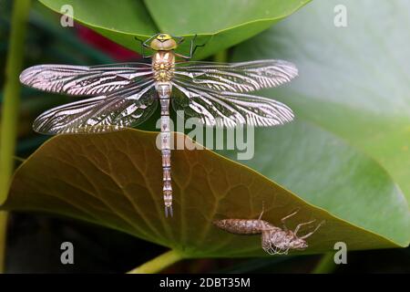 Appena hatched blu-verde mosaico maiden Aeshna cianea con Exuvie al laghetto del giardino Foto Stock