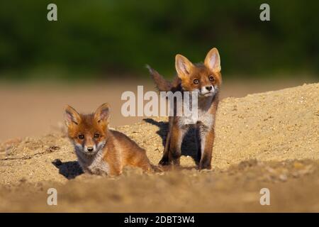 Fratelli volpe rossa, vulpes vulpes, giocando vicino den sulla soleggiata sera d'estate. Due cubetti che guardano intorno su una collina di sabbia nella natura. Foto Stock