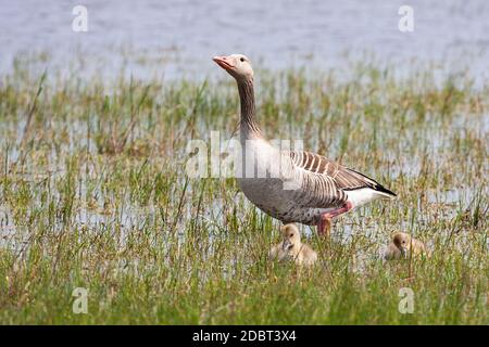 La madre dell'oca del grylag, anser, con i suoi capretti che camminano nella palude. Piccoli uccelli selvatici galleggianti sull'acqua. Giovani animali che nuotano in lago in estate. Foto Stock