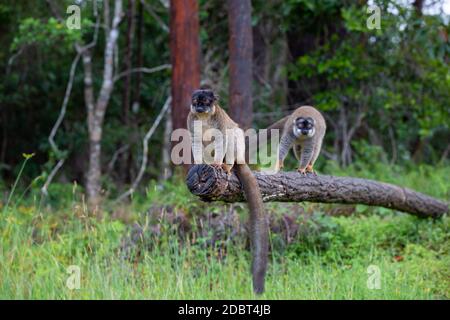 Alcuni lemuri bruni giocano nel prato e un tronco di albero e stanno aspettando i visitatori Foto Stock