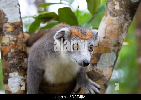 Il lemure corona su un albero nella foresta pluviale del Madagascar Foto Stock