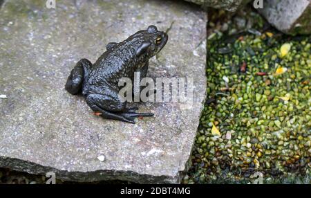 Un burro bufo comune al bordo di un laghetto. Foto Stock